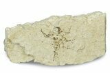 Miocene Mayfly (Heptageniidae) Fossil - Murat, France #254030-1